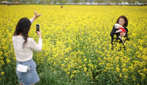 지난 17일 가벼운 옷차림으로 서울 남산을 찾은 관광객이 벚꽃을 촬영하고 있다. [사진=연합뉴스]