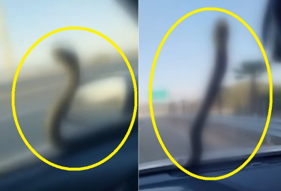 달리는 차 유리창에 2m 구렁이가 나타나 운전자를 놀라게 했다. [사진=JTBC '사건반장' 캡처]