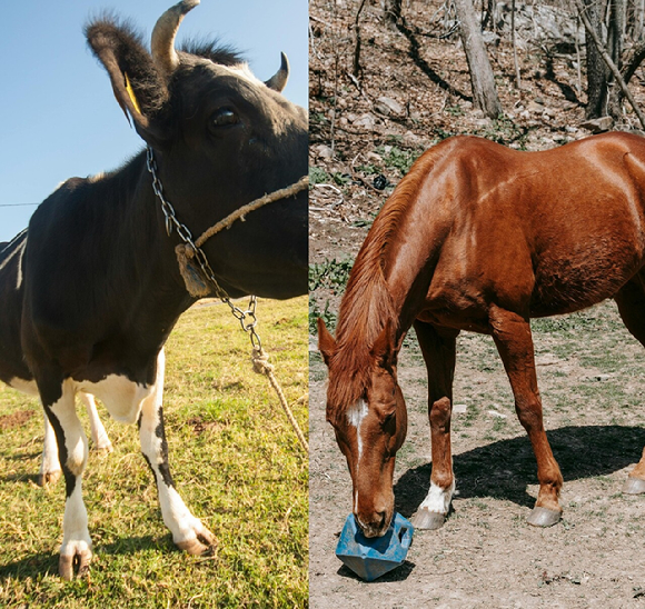 스타벅스에서 2026년 말의 해를 기념해 제작한 베이비 머그 [사진=스타벅스 인스타그램]