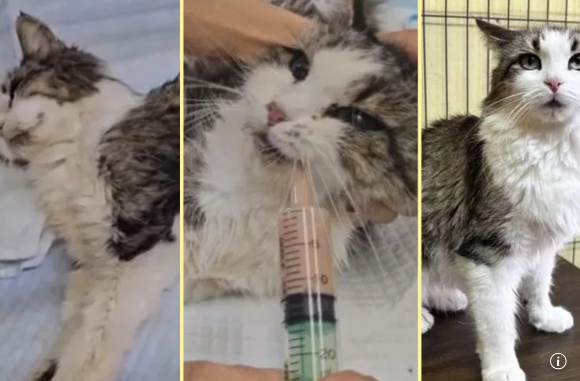 한달 동안 아파트에 갇혀 버려졌다 살아남은 고양이 '미라클'이 회복됐다. [사진=SCMP]