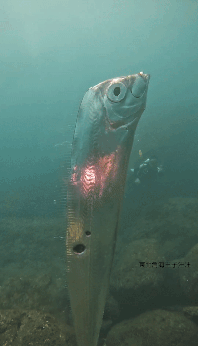 대만 바다에서 초대형 산갈치의 모습이 포착됐다. [사진=왕청루 SNS]