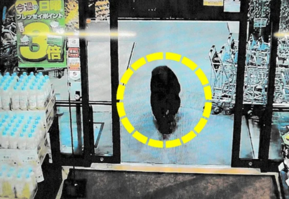 일본에서 야생 곰이 출몰하며 피해가 잇따르는 상황에서 시내 쇼핑몰까지 곰이 난입한 모습. [사진=AFP 연합뉴스]