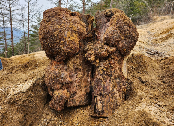 산불피해목으로 재배된 복령. [사진=산림청]