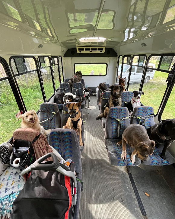 반려견 산책 버스에 개들이 나란히 앉아 있다. [사진=인스타그램 @mo_mountain_mutts]