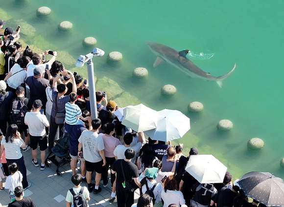 상어를 직접 보려는 시민들이 몰리면서 북항 친수공원은 북새통을 이뤘다. 2026.9.20 [사진=연합뉴스]