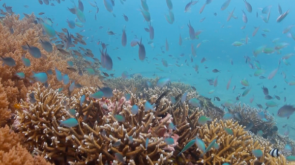 FTV 다큐 '푸른 심장, 산호'는 바다에서 중요한 역할을 하는 산호가 지구 온난화로 점차 사라지고 있다는 내용을 담고 있다. [사진=FTV]