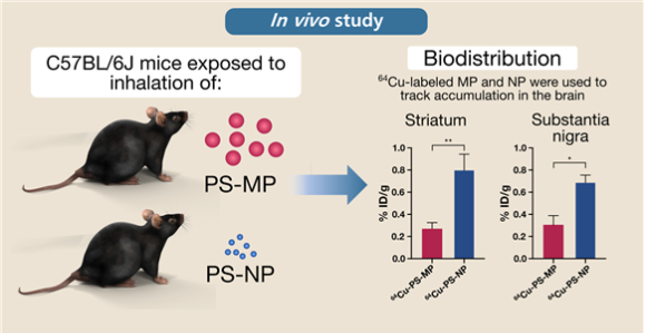 동물실험 결과, 미세보다 더 작은 나노플라스틱이파킨슨병 위험도를 높이는 것으로 나타났다. [ [사진=한국원자력의학원]