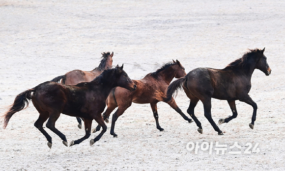 2026 병오년(丙午年) '붉은 말의 해'를 앞둔 10일 경기도 고양시 서삼릉 인근 원당종마목장에서 한국마사회 승마단 방시레 선수가 말과 함께 떠오르는 햇살을 가르며 힘찬 도약을 펼치고 있다. [사진=정소희 기자]
