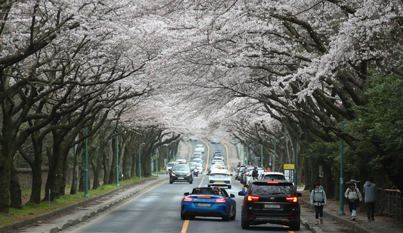 흐린 날씨를 보이는 24일 오후 제주 도내 대표적인 벚꽃 명소인 제주대학교 앞 가로수길이 꽃구경에 나선 차량들로 북적이고 있다. [사진=뉴시스]