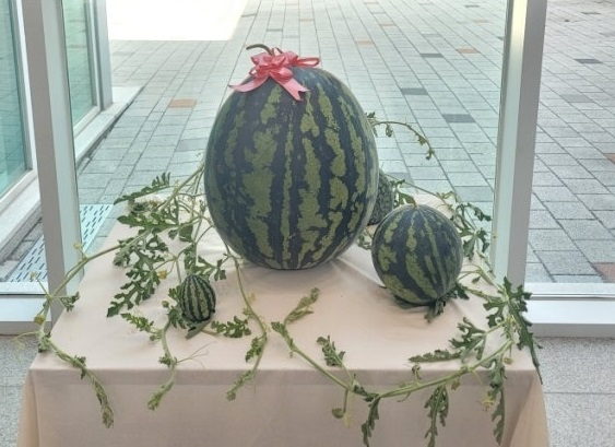 창원 대산에서 수확된 23.63㎏ 초대형 수박 [사진=창원시]