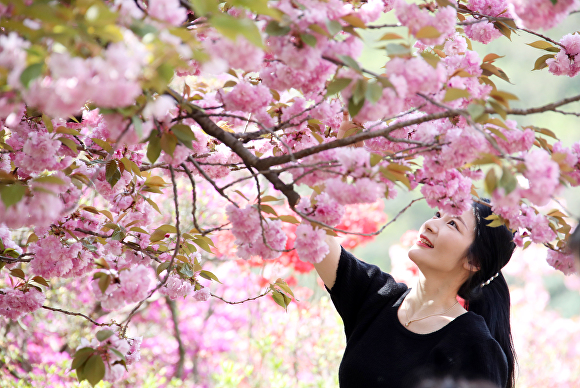 완산공원 꽃동산의 접벚꽃  [사진=전주시 ]