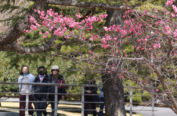 완연한 봄 날씨를 보인 7일 부산 남구 유엔기념공원에 홍매화가 활짝 펴 시민들의 눈길을 사로잡고 있다. 2025.3.7 [사진=연합뉴스]