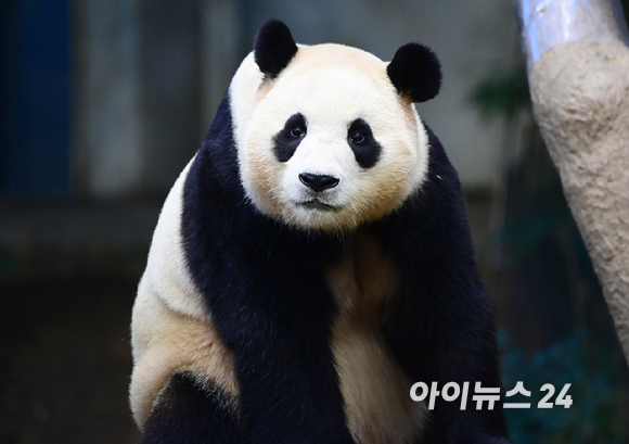 3일 오전 경기 용인시 에버랜드 동물원 판다월드에서 자이언트 판다 푸바오가 실내 방사장에서 시간을 보내고 있다. [사진=정소희 기자]