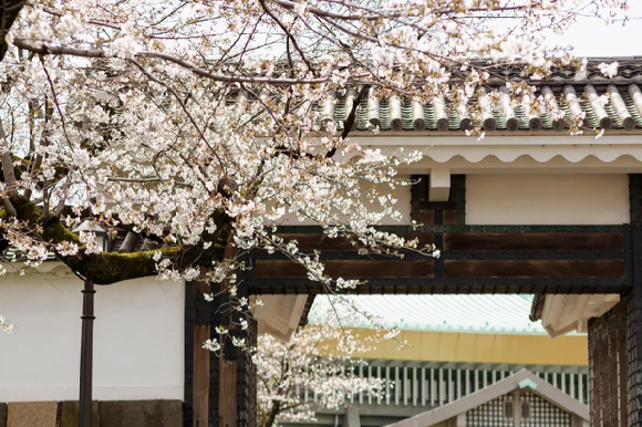 에어비앤비는 봄 여행 시즌을 맞아 제주 및 일본 주요 도시 숙소 예약 게스트에게 에어비앤비 체험 및 서비스 최대 80% 할인 혜택을 제공한다. [사진=에어비앤비]