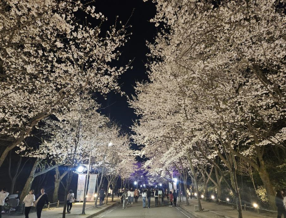 지난 6일 열린 인천대공원 벚꽃 축제에서 시민들이 여가를 즐기고 있다. [사진=인천시]