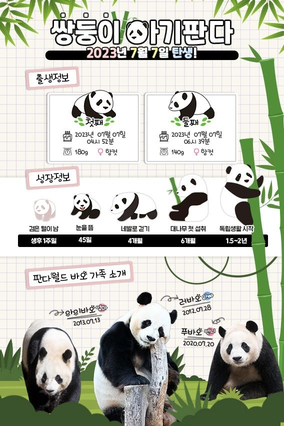 출산 직후 엄마 아이바오와 왼쪽부터 쌍둥이 새끼 판다 첫째와 둘째 모습. [사진=에버랜드]