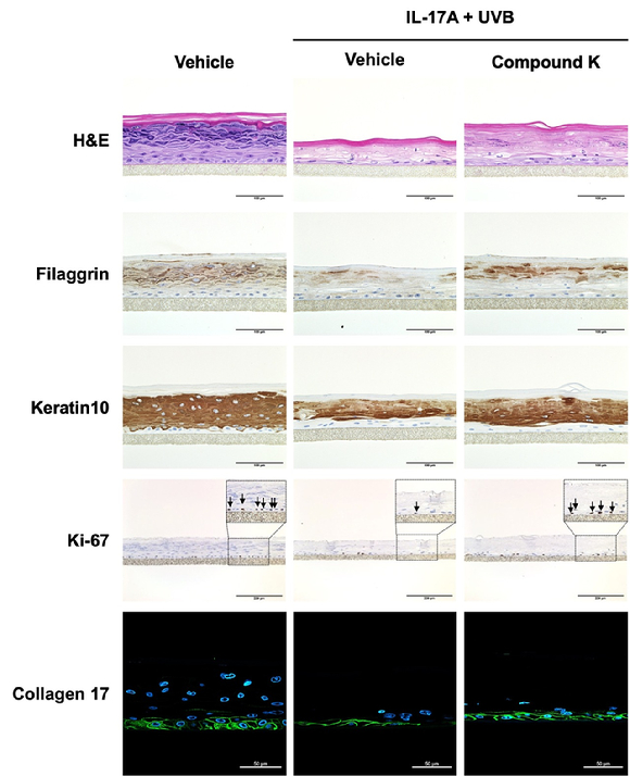 아모레퍼시픽이 발표한 진세노믹스 피부 저속 노화 효능. [사진=아모레퍼시픽]