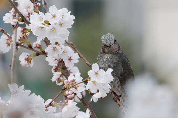 지난 1일 오전 경기도 의정부시 회룡천에서 직박구리가 활짝 핀 벚꽃 사이로 꿀을 찾고 있다. [사진=연합뉴스]