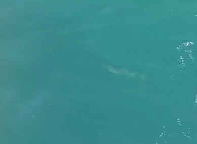 19일 오전 제주 서귀포시 대정읍 앞바다에서 폐어구에 몸이 감겨 등지느러미를 잃은 새끼 남방큰돌고래 '쌘돌이'(왼쪽)가 유영하고 있다. [사진=연합뉴스]