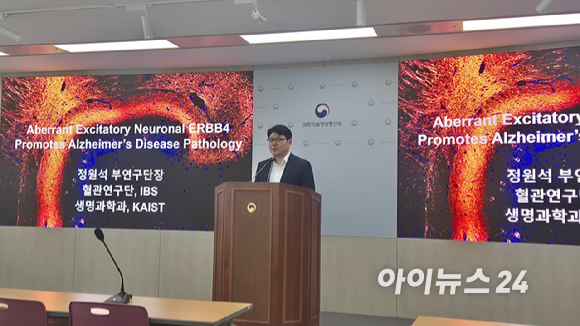 알츠하이머병에서는 흥분성 신경세포의 ERBB4가 비정상적으로 증가하면서 신경회로의 과흥분과 시냅스 불균형, 교세포의 과도한 반응, 아밀로이드 축적이 연쇄적으로 촉발되어 기억력과 인지기능이 떨어진다. [사진=IBS]
