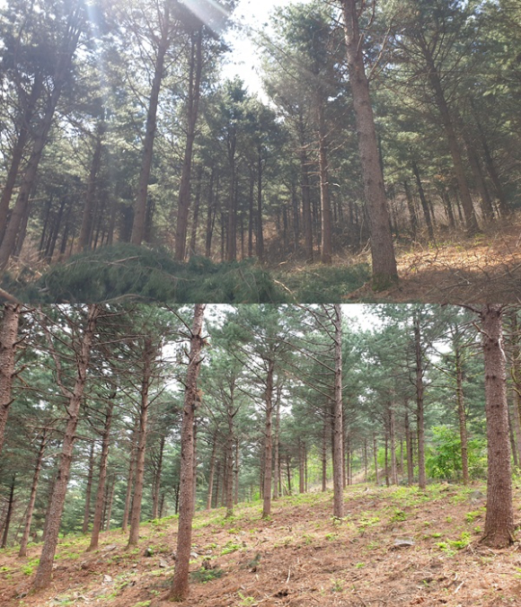 영주관리소 산불예방 숲가꾸기 사업 전(위)과 후(아래). [사진=산림청]