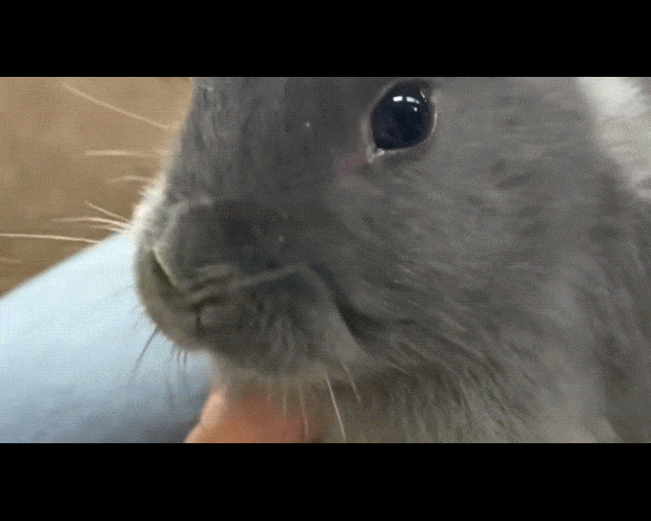  귀 없이 태어난 아기 토끼에게 농부 가족이 직접 뜨개질로 만든 귀를 선물해 훈훈한 감동을 전했다. 사진은 해당 토끼. [사진=틱톡 @smithillsopenfarm]