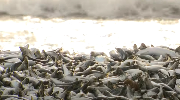 일본 홋카이도 남부 하코다테시 해안에서 집단 폐사한 정어리·고등어 떼. [사진=유튜브 'STV' 캡처]