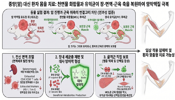 장내 미생물로 암 악액질을 치료할 수 있는 방법이 나왔다. [사진=KIST]