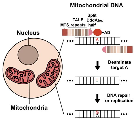 미토콘드리아 DNA에서 TALED의 아데닌 염기 교정 모식도. [사진=IBS]