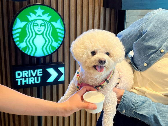 잔디밭에 고양이가 앉아 있다. [사진=구서윤 기자]