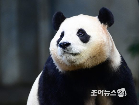 3일 오전 경기 용인시 에버랜드 동물원 판다월드에서 자이언트 판다 푸바오가 실내 방사장에서 시간을 보내고 있다. [사진=정소희 기자]