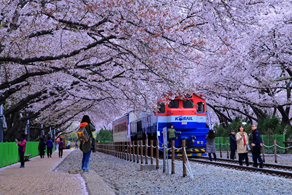  '진해 경화역' 벚꽃 전경. [사진=경상남도 창원특례시] 