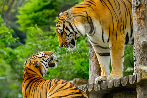 호랑이숲 [사진=한국수목원정원관리원 ]