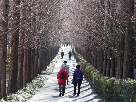 부산 남구 유엔기념공원 내 메타세쿼이아길에서 시민들이 산책하고 있다. [사진=연합뉴스]