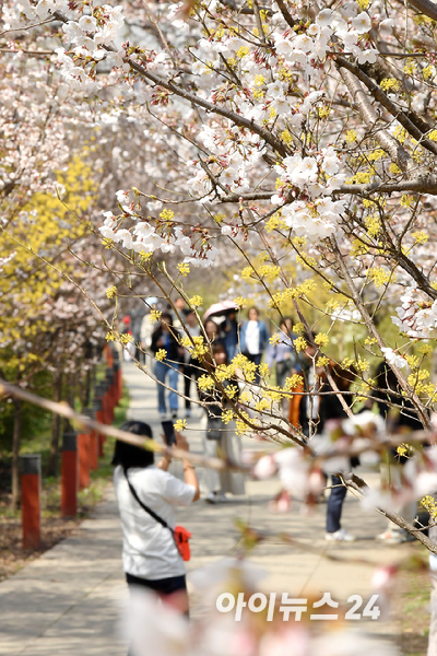 지난 2일 오후 서울 여의도 윤중로를 찾은 시민들이 꽃놀이를 즐기고 있다. [사진=곽영래 기자]