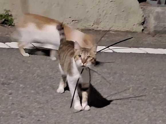 전남광주 여수에서 한 길고양이 목에 케이블타이가 채워져 있는 모습. 전국길고양이보호단체연합 제공. [사진=전국길고양이보호단체연합]