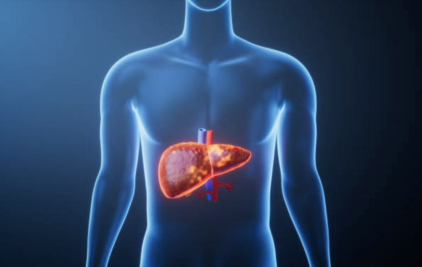 간을 중심으로 한 인체 상반신 3D 일러스트. 기사에 언급되는 내용과는 무관함. [사진=픽사베이]