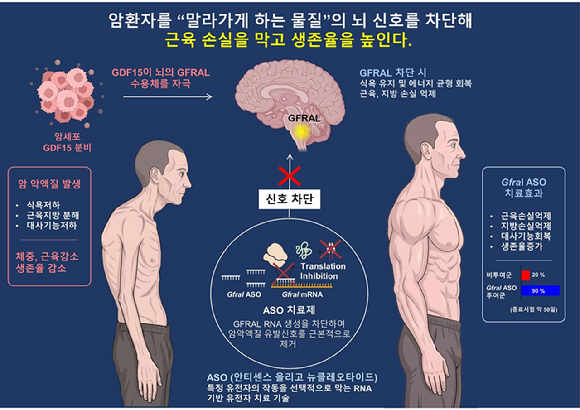 암 환자의 몸이 서서히 말라가게 하는 치명적 합병증 &lsquo;암 악액질(Cancer-associated cachexia)'을 막을 새로운 길이 열렸다. [사진=KAIST]
