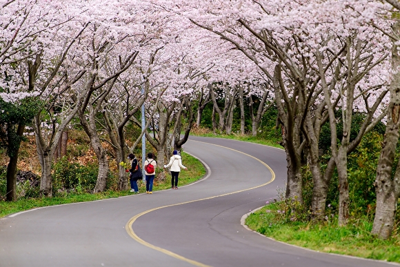 성산읍 신풍리 벚꽃터널(2023) [사진=서귀포시]