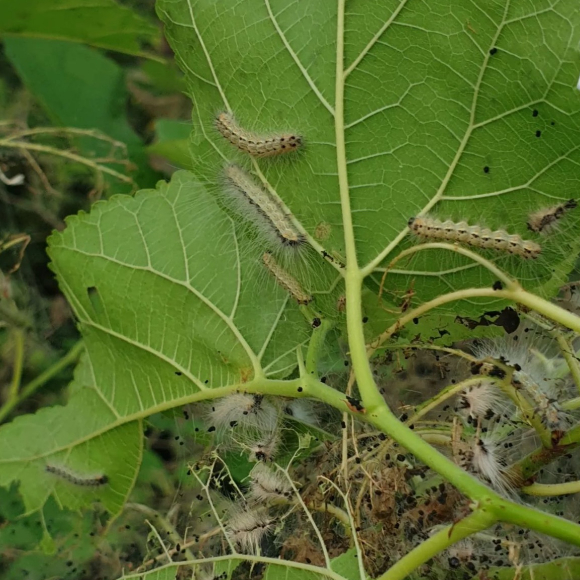 최근 한강공원 등에 송충이를 닮은 미국흰불나방의 출몰로 시민들이 불편을 겪고 있다. [사진='pulsesang' 인스타그램 캡처]