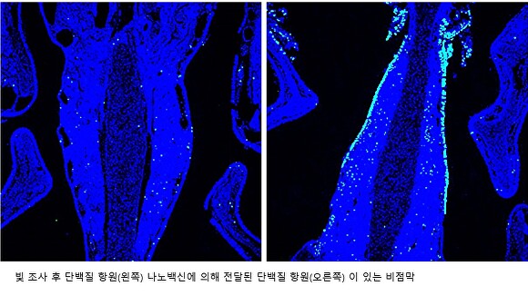 빛 조사 후 단백질 항원(왼쪽) 나노백신에 의해 전달된 항원(오른쪽)이 있는 비점막 [사진=선문대]