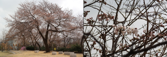 서울기상관측소에서 25일 벚꽃 개화가 확인됐다. [사진=기상청]