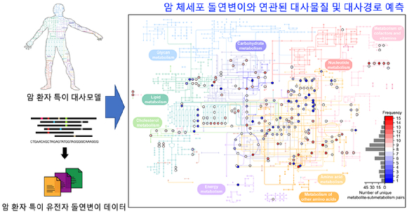 암 체세포 돌연변이와 연관된 대사물질 및 대사경로를 예측하는 컴퓨터 방법론 모식도 [사진=KAIST]