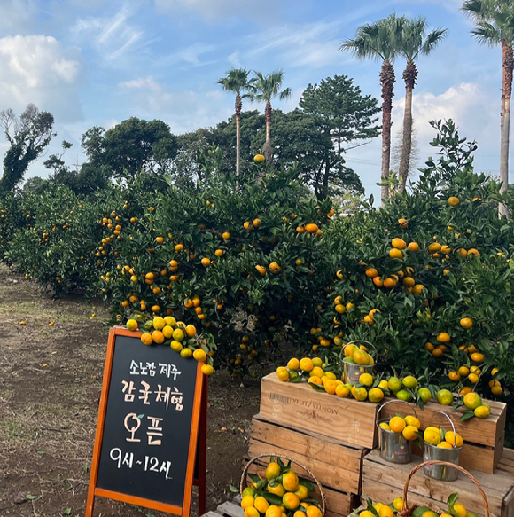소노캄 제주 감귤농장. [사진=소노인터내셔널]