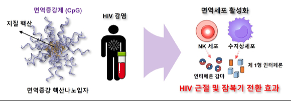 인체면역결핍바이러스(HIV) 감염환자의 혈액에서 수지상세포를 자극해 항바이러스 단백질 분비를 유도할 수 있는 길이 제시됐다. [사진=한국연구재단]
