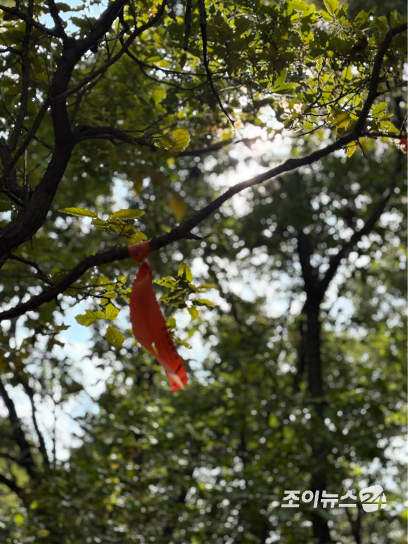 25일 오전 9시 북한산 국립공원 우이분소(백운천 휴게공간)에서 고품격 엔터테인먼트 경제지 조이뉴스24(대표 이창호)가 개최하는 '브브걸 민영과 함께 하는 팬트레킹-제12회 희망찾기 등산&middot;트레킹 교실'(이하 트레킹교실)'이 열렸다. 사진은 북한산 트레킹 도중 찍은 나무 이미지. [사진=김양수 기자]