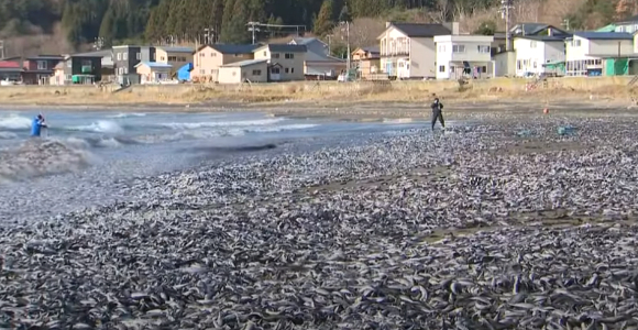 일본 홋카이도 남부 하코다테시 해안에서 집단 폐사한 정어리·고등어 떼. [사진=유튜브 'STV' 캡처]