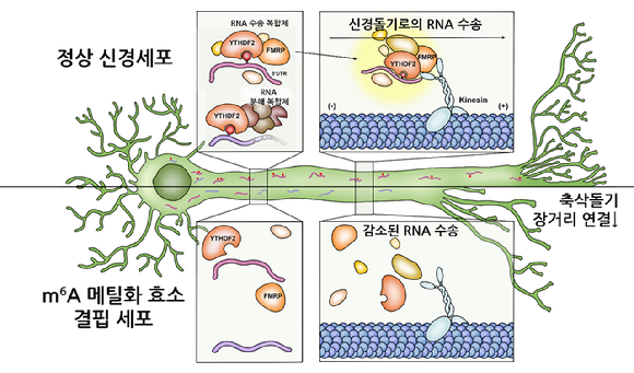 m6A RNA 메틸화가 신경세포 내 RNA 수송과 축삭돌기 연결을 촉진하는 것으로 파악됐다. [사진=KAIST]