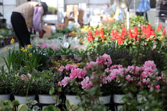 경기 양주화훼단지에서 손님이 화분을 사고 있다. [사진=연합뉴스]