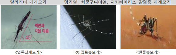 질병관리청이 동남아지역에서 모기매개감염병 발생 증가에 따라 국내 유입 환자가 전년 같은 기간 대비 약 3.1 배가 증가했다고 밝혔다. [사진=질병관리청 제공]